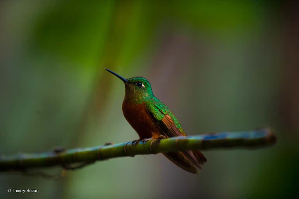 Le souffle du colibri | Taucamarca